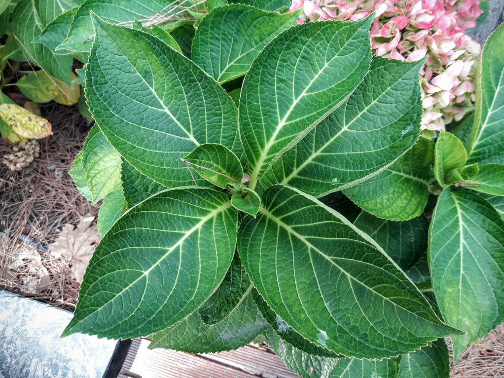 Изображение особи Hydrangea macrophylla.