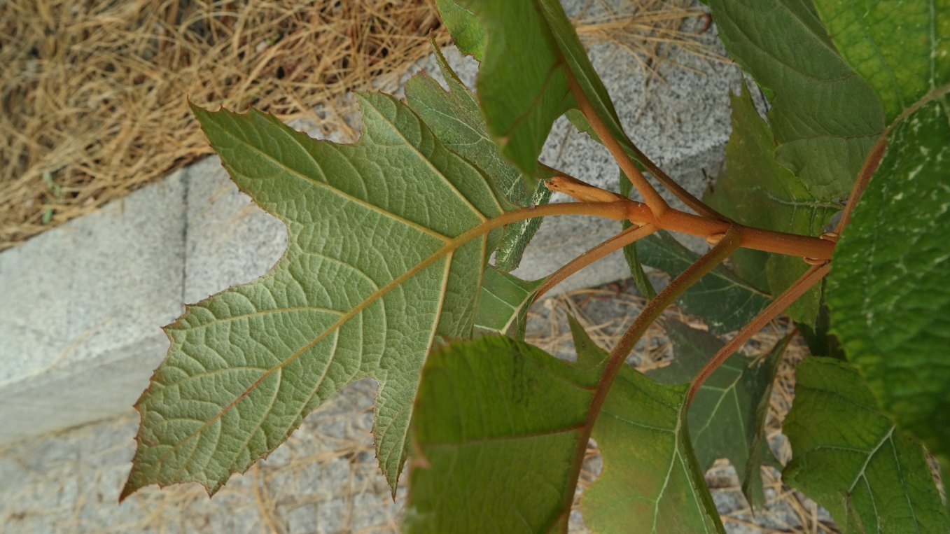 Image of Hydrangea quercifolia specimen.