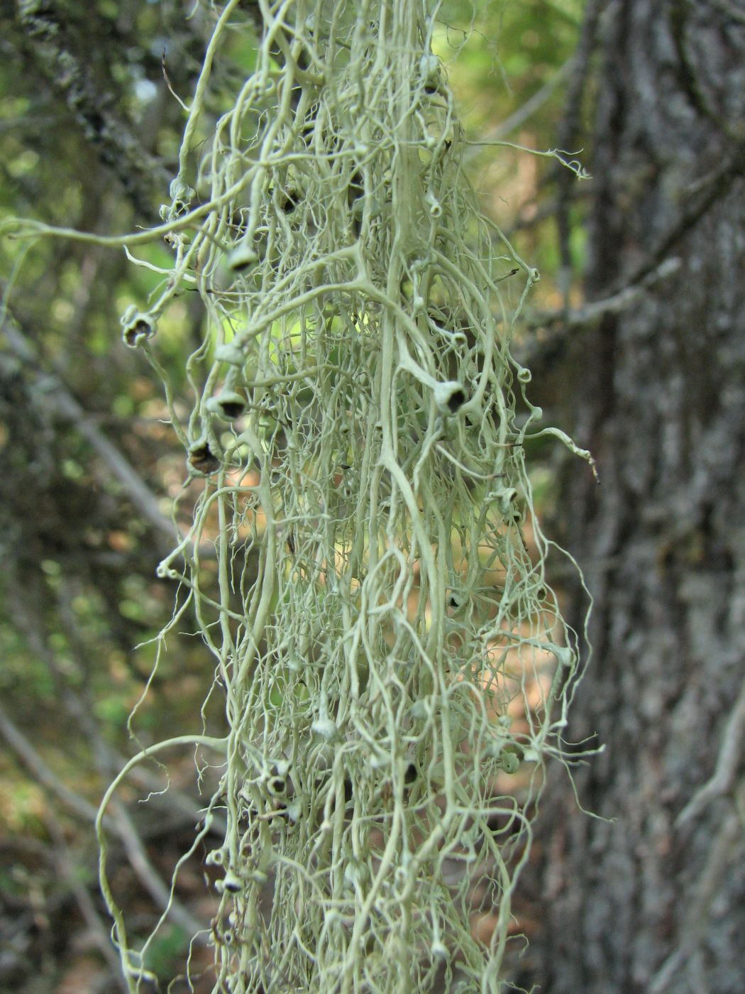 Image of Alectoria sarmentosa specimen.