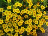 Tagetes tenuifolia
