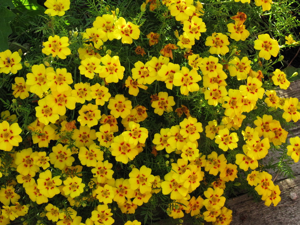 Изображение особи Tagetes tenuifolia.