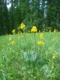 Ligularia altaica