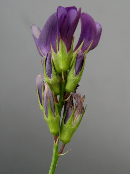 Image of Medicago sativa specimen.