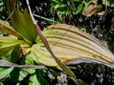 Veratrum nigrum. Лист. Иркутская обл., Баяндаевский р-н, окр. с. Ользоны, берёзово-осиновый лес, опушка. 28.08.2016.
