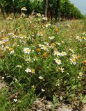 Matricaria recutita