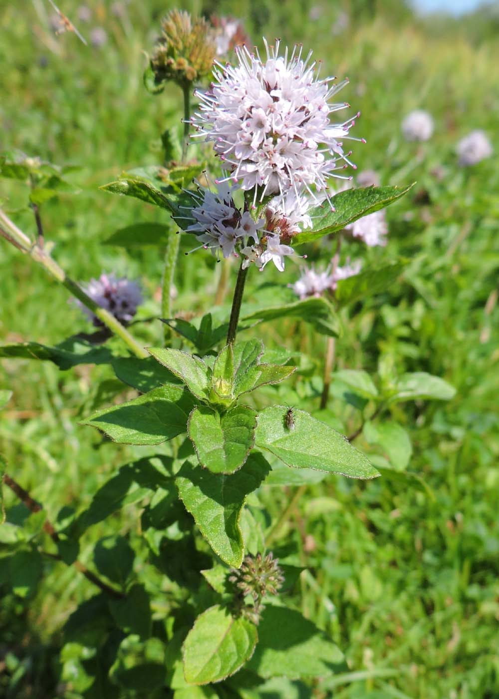 Image of Mentha aquatica specimen.