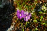 Viola altaica