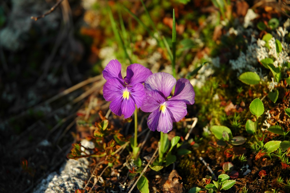 Изображение особи Viola altaica.