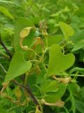 Aristolochia contorta. Верхушка цветущего побега. Приморский край, Хасанский р-н, окр. мыса Мраморный, разнотравный луг на приморском склоне. 25.07.2016.