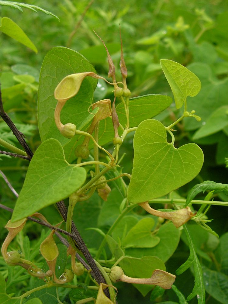 Image of Aristolochia contorta specimen.