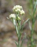 Helichrysum arenarium