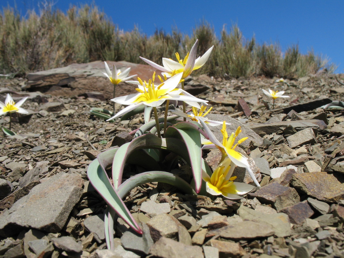 Image of Tulipa orthopoda specimen.