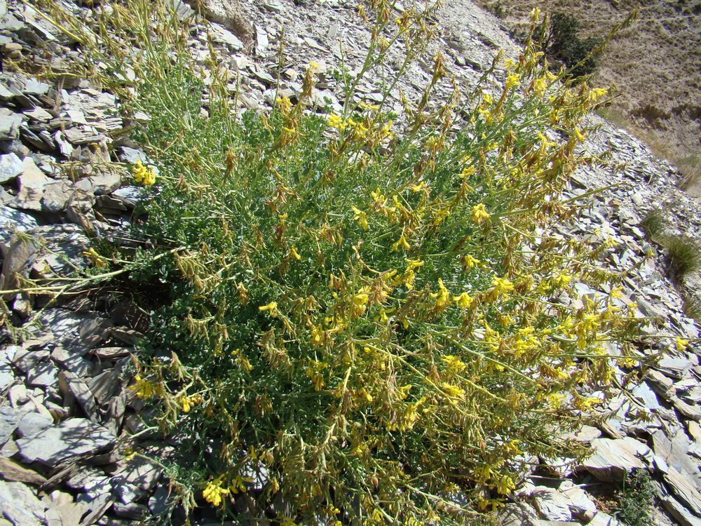 Изображение особи Corydalis pseudoadunca.