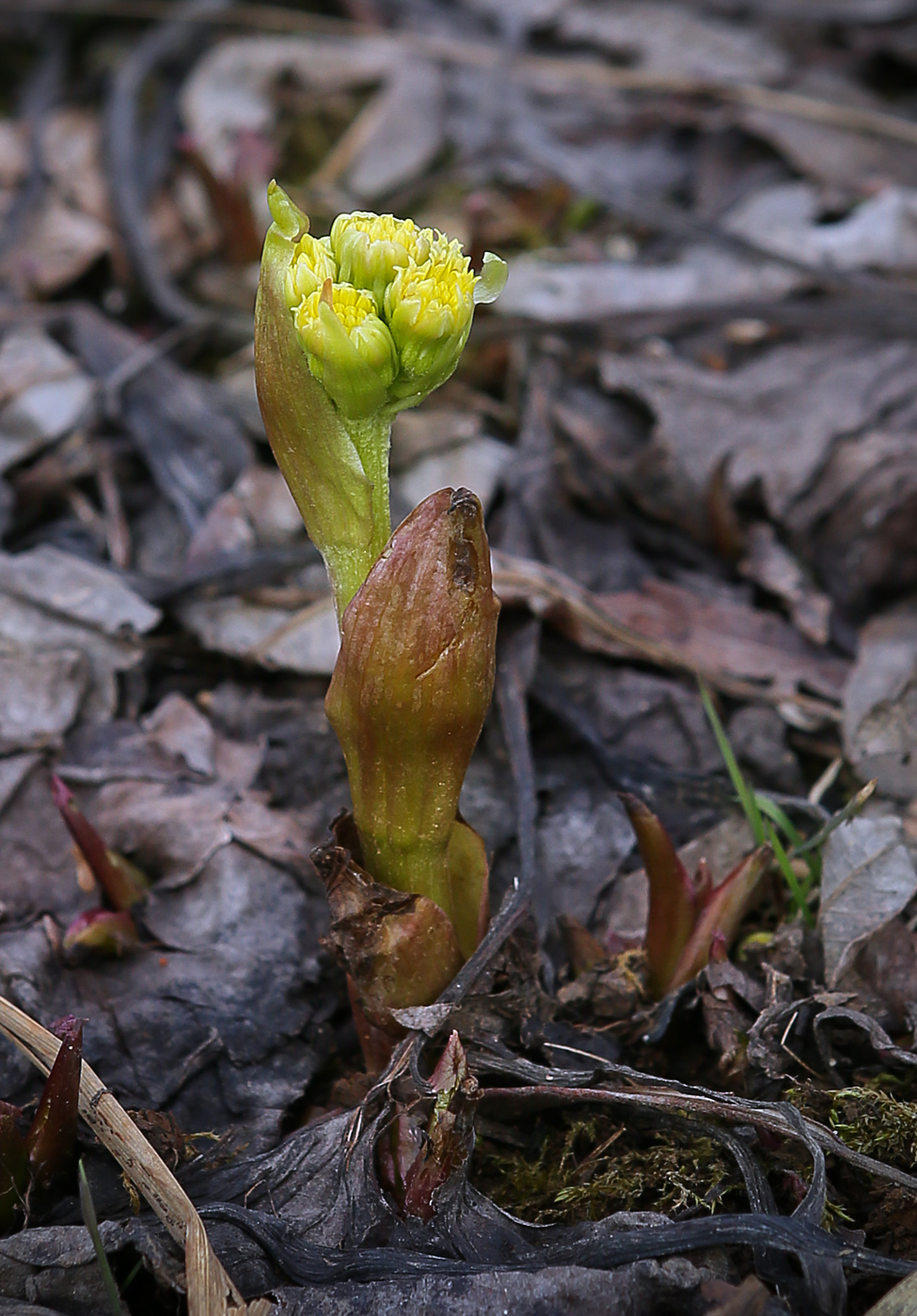 Image of Petasites spurius specimen.