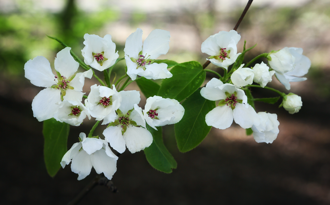 Изображение особи Pyrus ussuriensis.