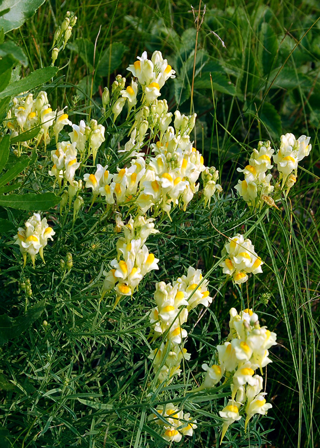 Изображение особи Linaria vulgaris.