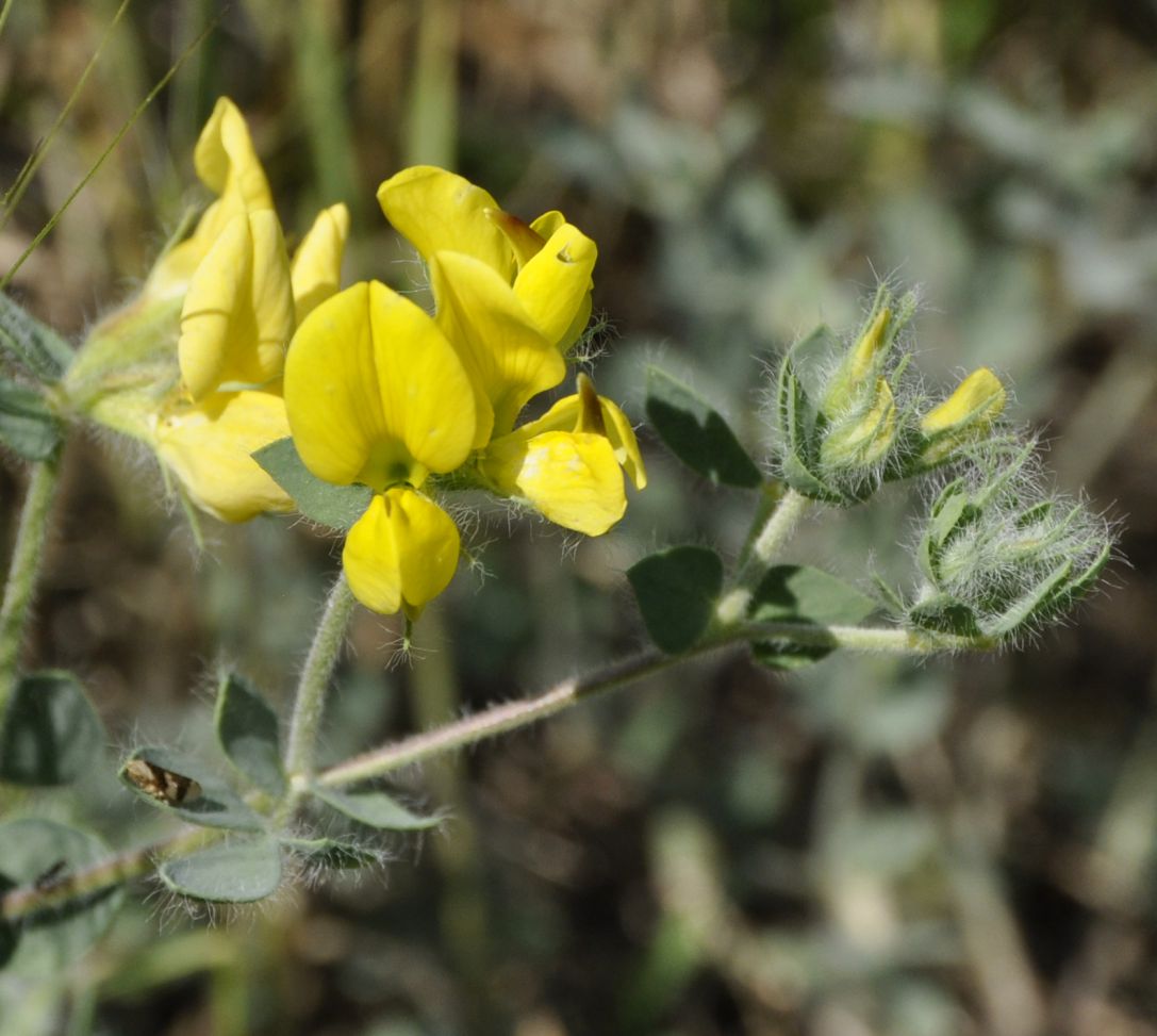 Image of Lotus aegaeus specimen.