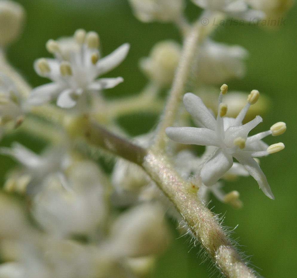 Изображение особи Smilacina hirta.