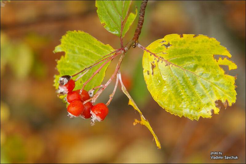 Изображение особи Sorbus taurica.