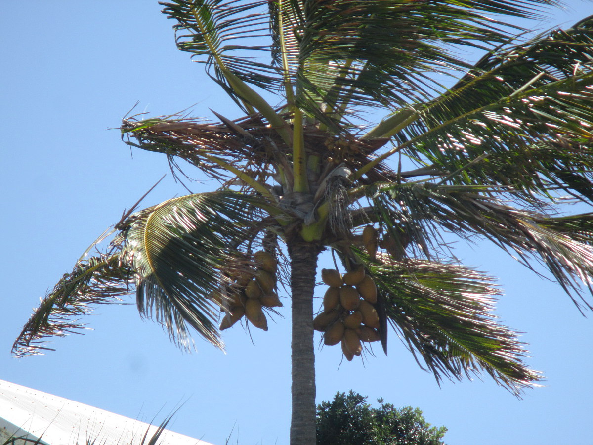 Image of Cocos nucifera specimen.