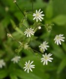 Stellaria crassifolia