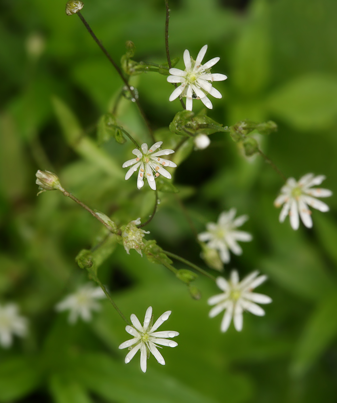 Изображение особи Stellaria crassifolia.