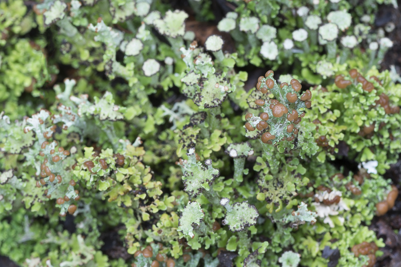 Image of Cladonia gracilis ssp. turbinata specimen.