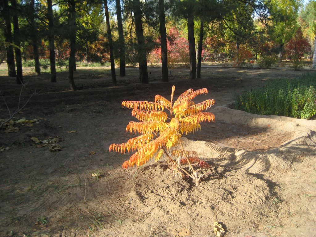 Image of Rhus typhina specimen.