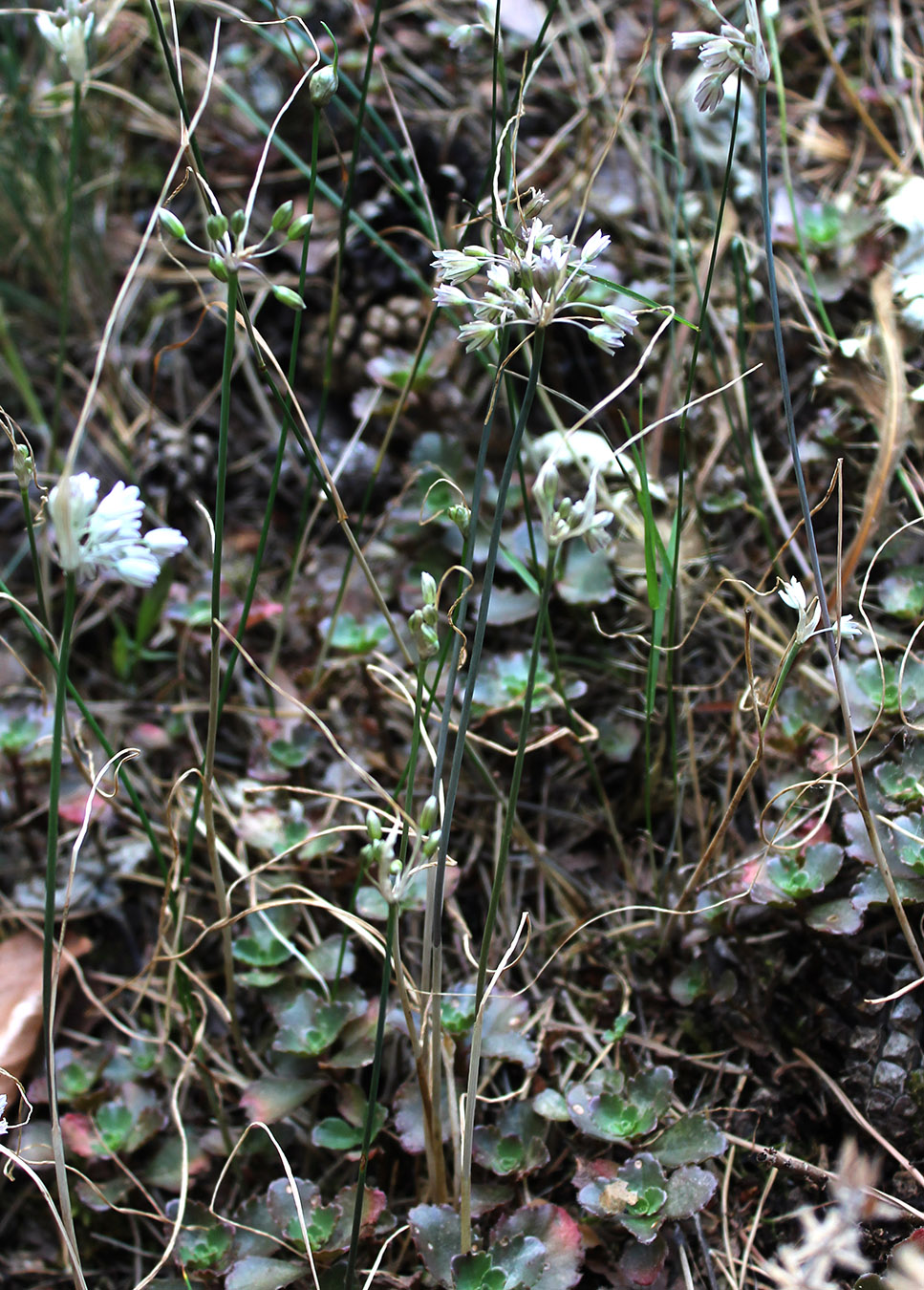 Image of Allium kunthianum specimen.