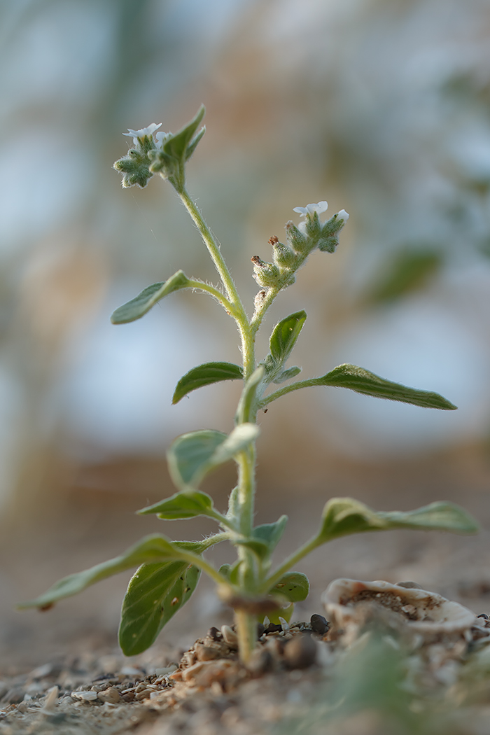 Image of genus Heliotropium specimen.