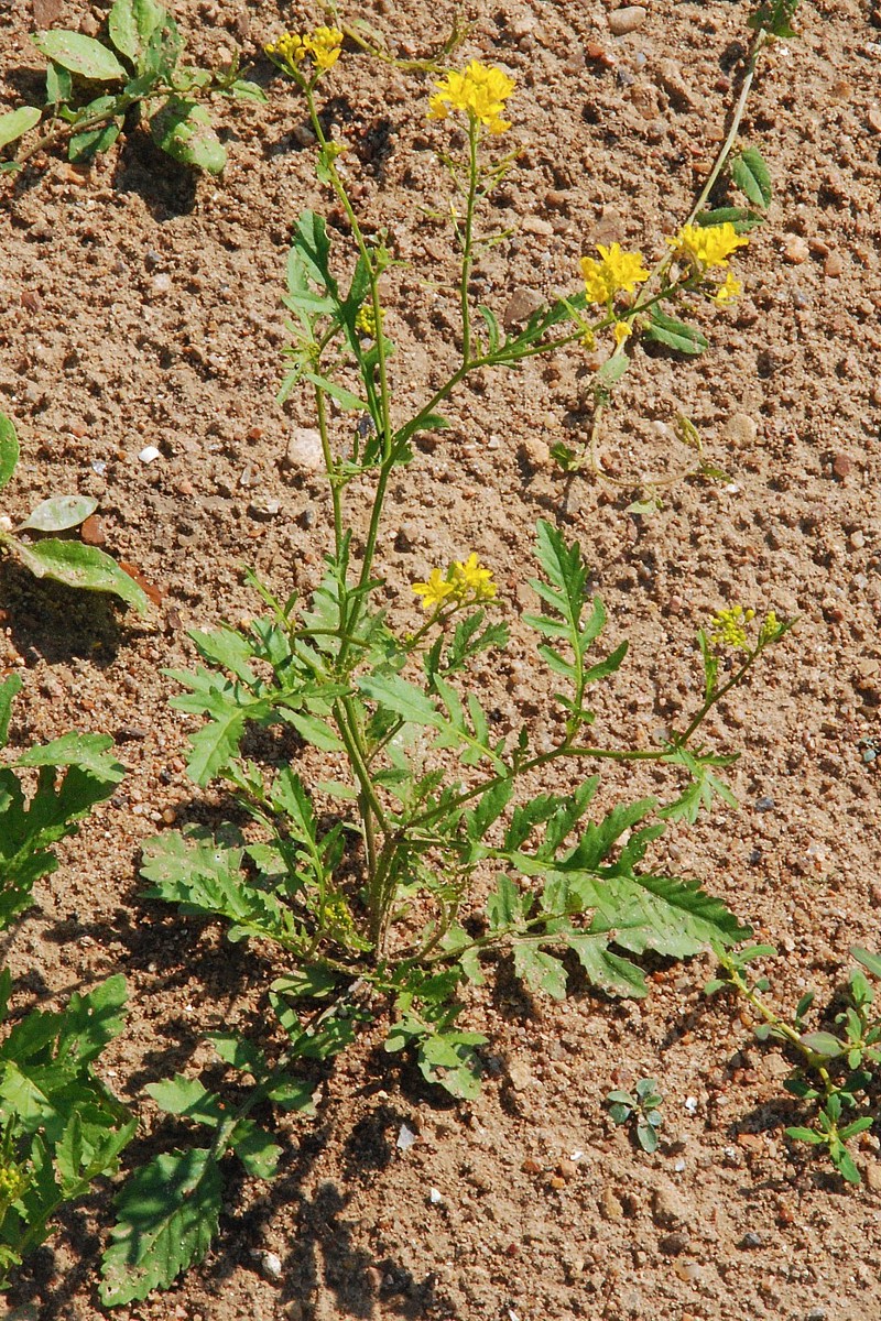 Изображение особи Rorippa palustris.