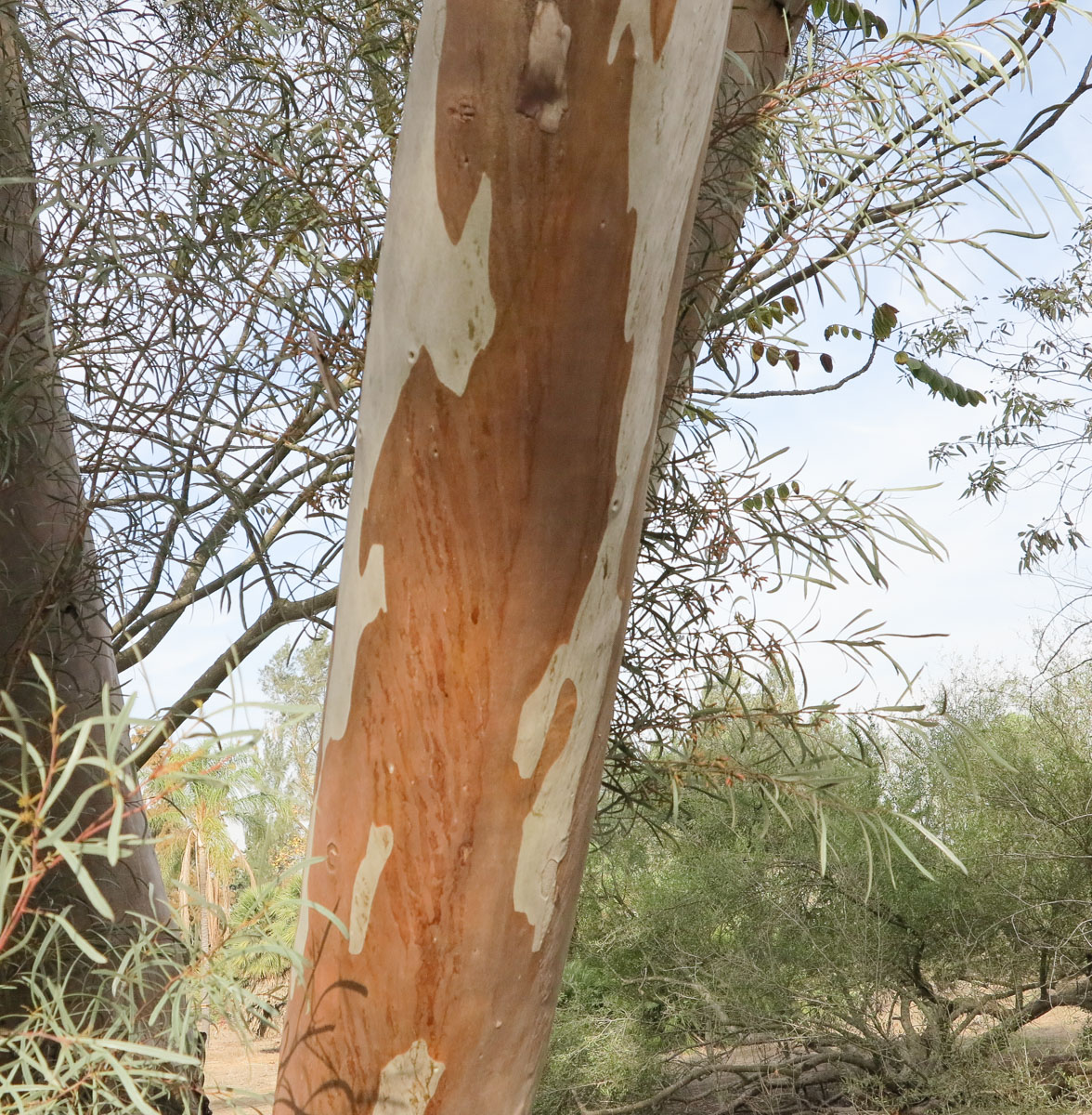 Изображение особи Eucalyptus spathulata.