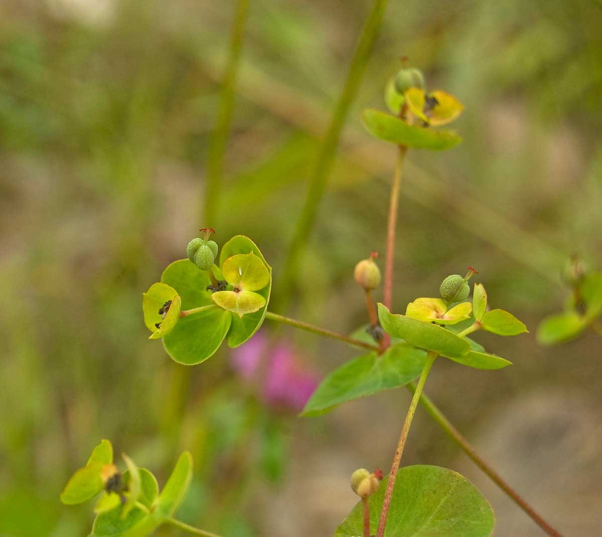 Изображение особи род Euphorbia.