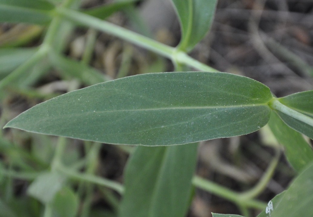 Image of Oberna commutata specimen.