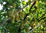 Vitis vinifera. Части ветвей с плодами. Узбекистан, Самарканд, в культуре. 07.08.2017.