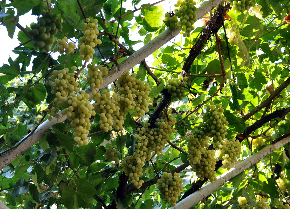 Image of Vitis vinifera specimen.