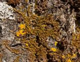 Pylaisia polyantha. Вегетирующие растения на стволе осины. Челябинская обл., хребет Уреньга, смешанный лес на склоне хребта. 16 сентября 2017 г.