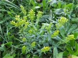 Solidago virgaurea. Зацветающее растение. Украина, Ивано-Франковская обл., Долинский р-н, окр. г. Долина, на лугу. 27.09.2017.