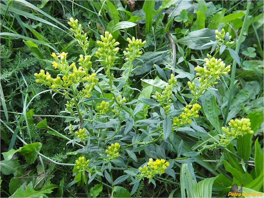 Изображение особи Solidago virgaurea.