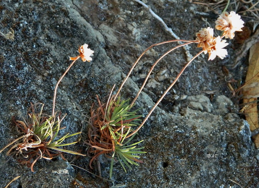 Изображение особи Armeria pubigera.