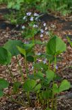 Brunnera macrophylla