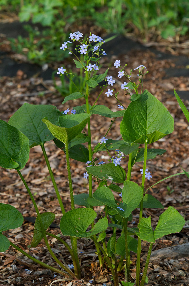 Изображение особи Brunnera macrophylla.