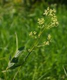 Image of taxon representative. Author is Тамара Риб