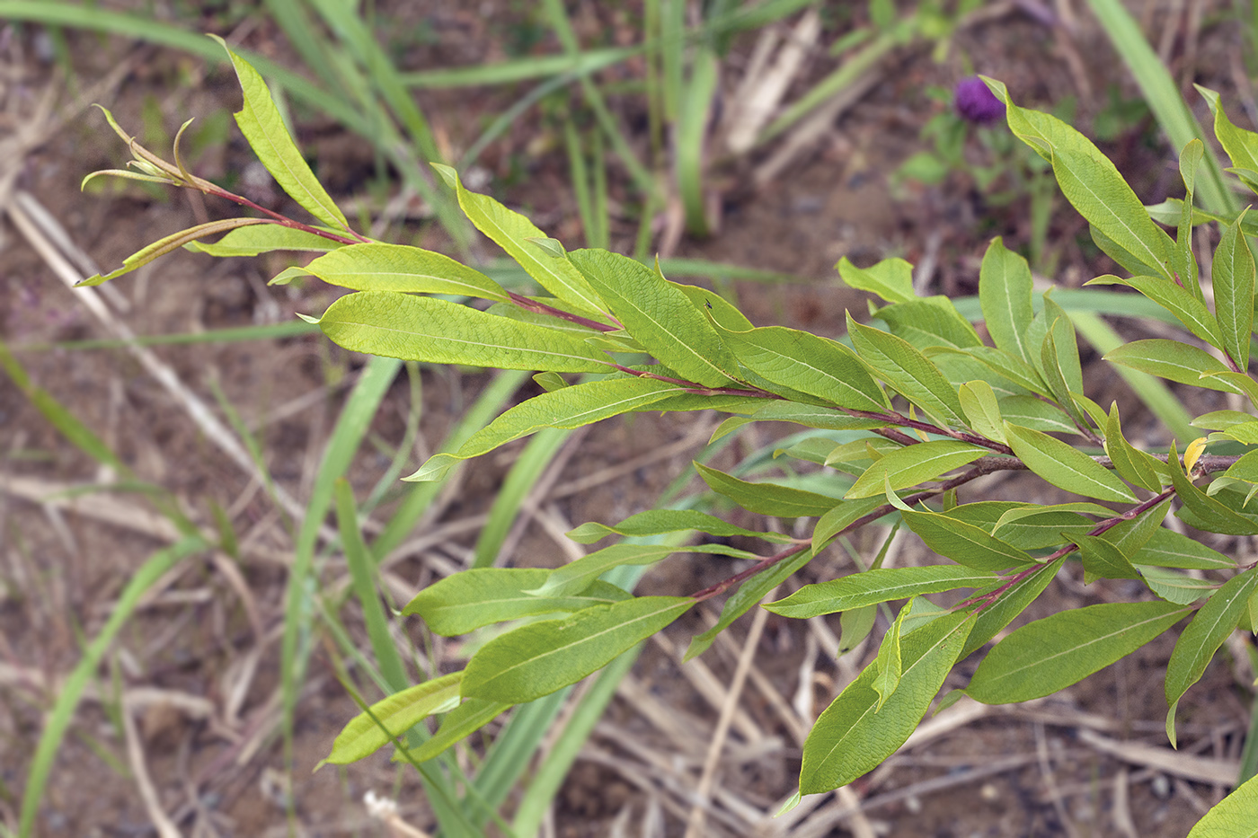 Image of Salix divaricata specimen.