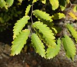 Zelkova carpinifolia