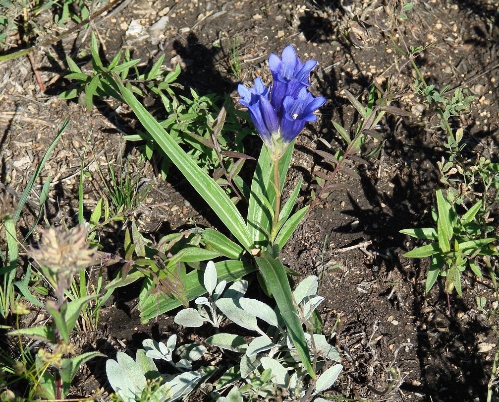 Изображение особи Gentiana decumbens.