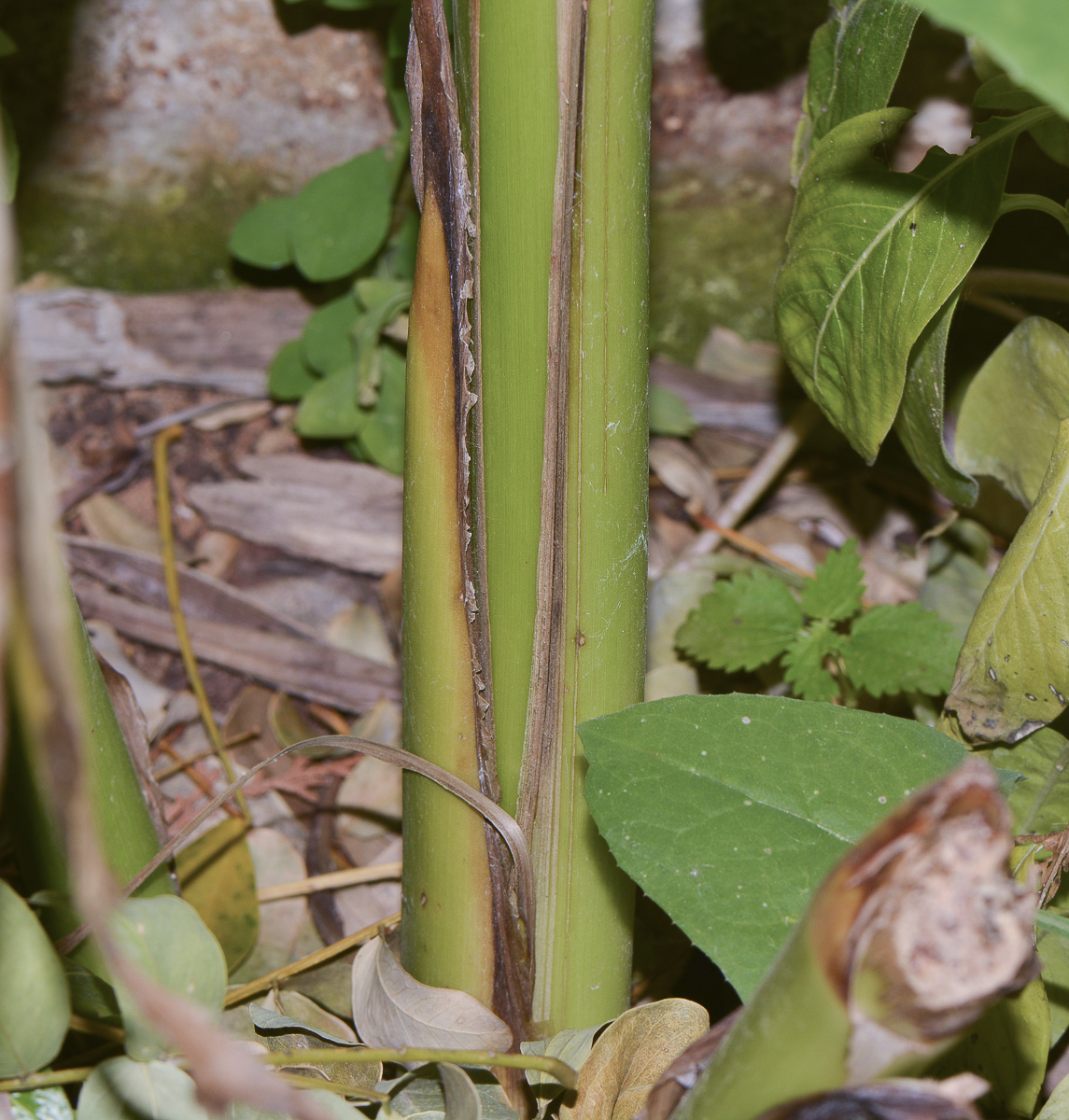 Image of Canna indica specimen.