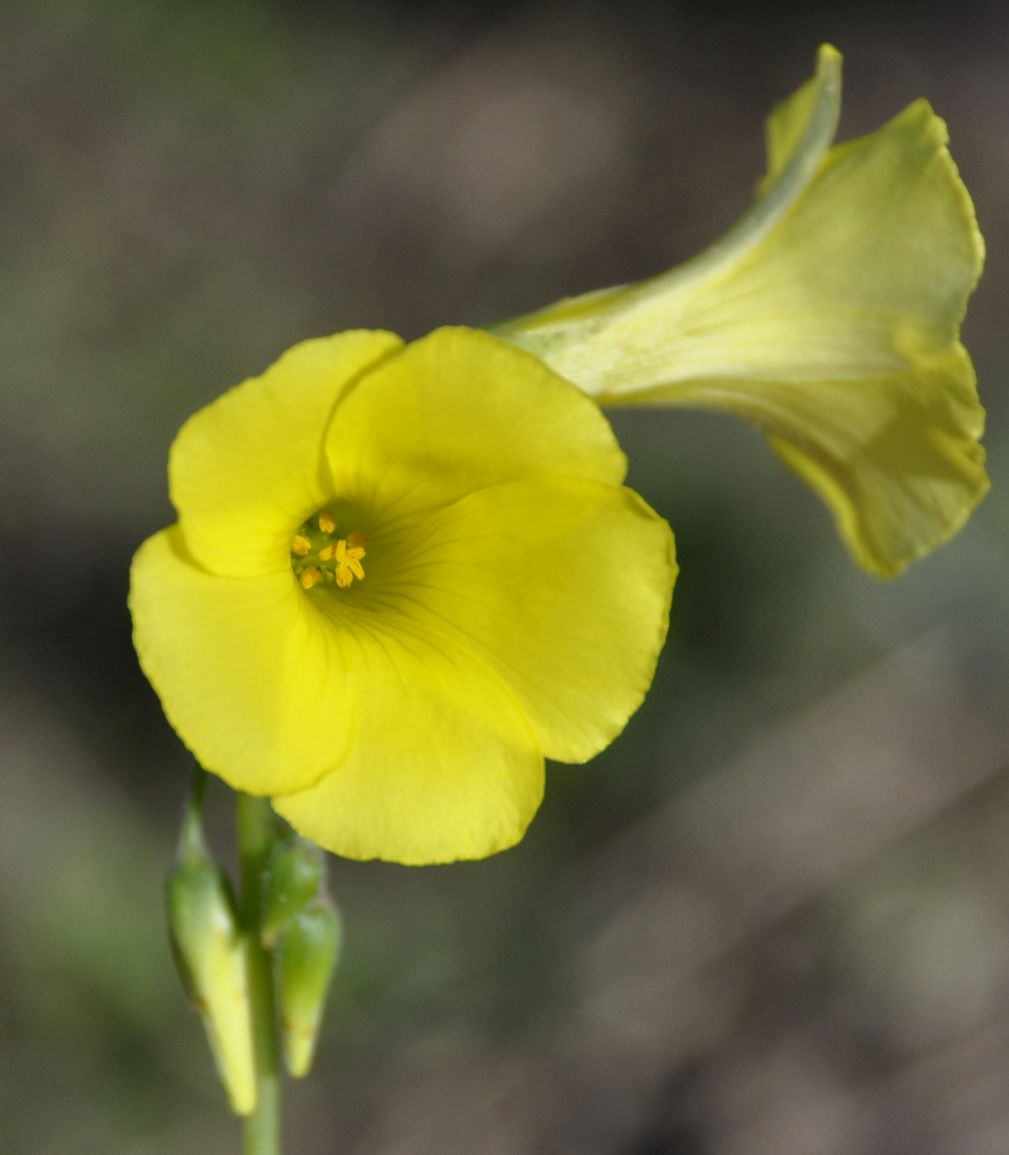 Image of Oxalis pes-caprae specimen.
