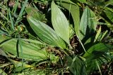 Plantago urvillei. Растение с развивающимся цветоносом. Восточный Казахстан, г. Усть-Каменогорск, правый берег р. Иртыш, луг. 04.07.2017.