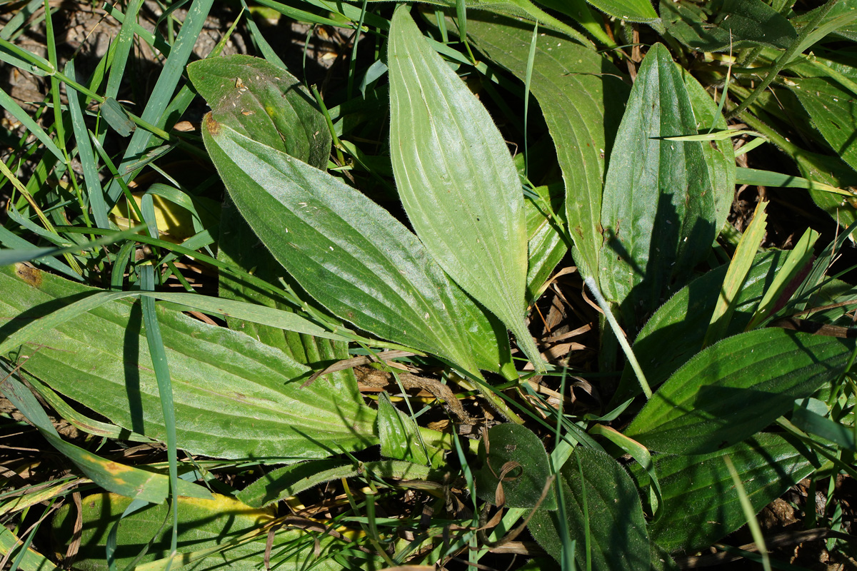 Изображение особи Plantago urvillei.